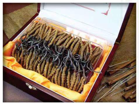 抚顺冬虫夏草回收